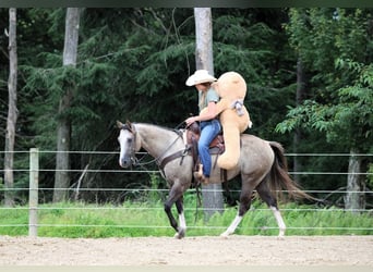American Quarter Horse, Gelding, 5 years, 14,1 hh
