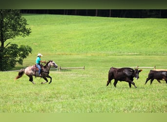 American Quarter Horse, Gelding, 5 years, 14,1 hh