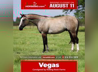 American Quarter Horse, Gelding, 5 years, 14,1 hh