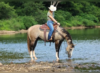 American Quarter Horse, Gelding, 5 years, 14,1 hh