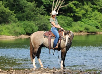 American Quarter Horse, Gelding, 5 years, 14,1 hh