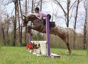 American Quarter Horse, Gelding, 5 years, 14,1 hh, Roan-Bay