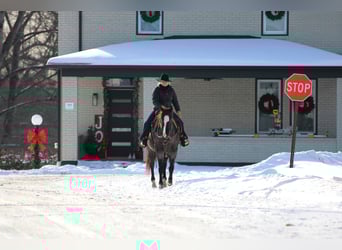 American Quarter Horse, Gelding, 5 years, 14,1 hh, Roan-Blue