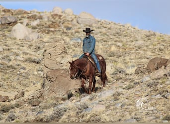American Quarter Horse, Gelding, 5 years, 14,1 hh, Roan-Red
