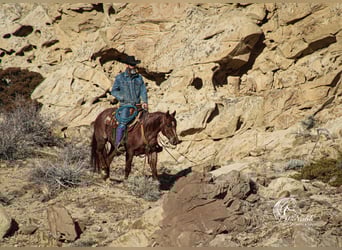 American Quarter Horse, Gelding, 5 years, 14,1 hh, Roan-Red