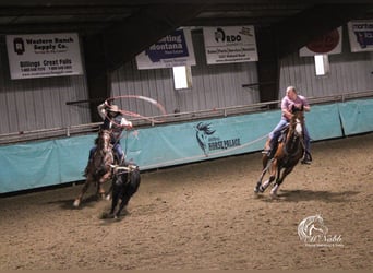 American Quarter Horse, Gelding, 5 years, 14,1 hh, Roan-Red