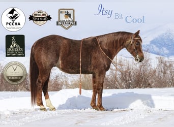 American Quarter Horse, Gelding, 5 years, 14,1 hh, Roan-Red