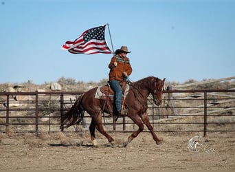 American Quarter Horse, Gelding, 5 years, 14,1 hh, Roan-Red