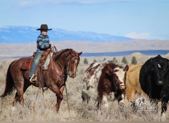 American Quarter Horse, Gelding, 5 years, 14,1 hh, Roan-Red