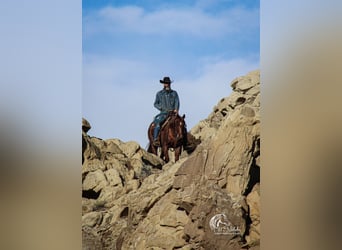 American Quarter Horse, Gelding, 5 years, 14,1 hh, Roan-Red