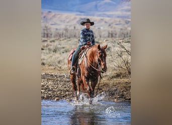 American Quarter Horse, Gelding, 5 years, 14,1 hh, Roan-Red