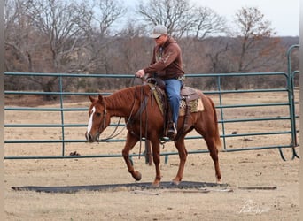 American Quarter Horse, Gelding, 5 years, 14,1 hh, Sorrel