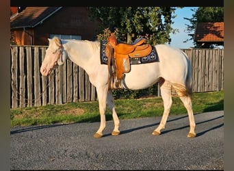 American Quarter Horse, Gelding, 5 years, 14,1 hh, White