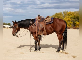 American Quarter Horse, Gelding, 5 years, 14,2 hh, Bay