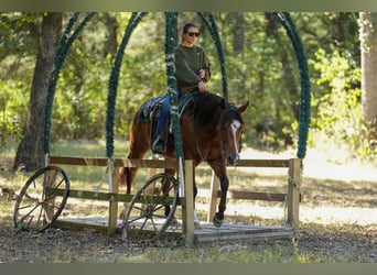 American Quarter Horse Mix, Gelding, 5 years, 14,2 hh, Bay