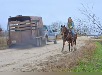 American Quarter Horse, Gelding, 5 years, 14,2 hh, Bay