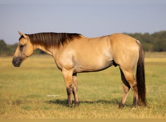 American Quarter Horse, Gelding, 5 years, 14,2 hh, Buckskin