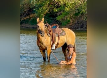 American Quarter Horse, Gelding, 5 years, 14,2 hh, Buckskin