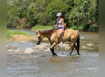 American Quarter Horse, Gelding, 5 years, 14,2 hh, Buckskin