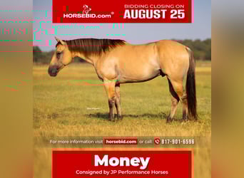 American Quarter Horse, Gelding, 5 years, 14,2 hh, Buckskin