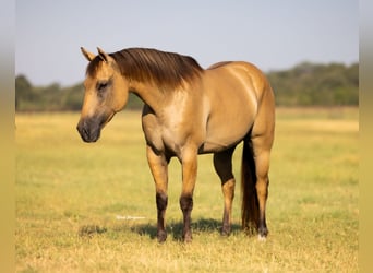 American Quarter Horse, Gelding, 5 years, 14,2 hh, Buckskin