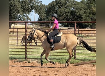 American Quarter Horse, Gelding, 5 years, 14,2 hh, Buckskin