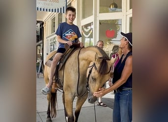 American Quarter Horse, Gelding, 5 years, 14,2 hh, Buckskin