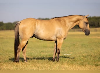 American Quarter Horse, Gelding, 5 years, 14,2 hh, Buckskin