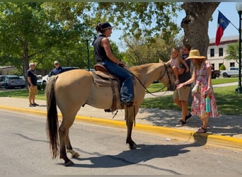 American Quarter Horse, Gelding, 5 years, 14,2 hh, Buckskin