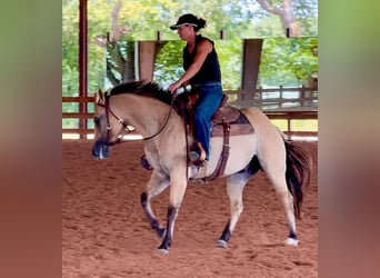 American Quarter Horse, Gelding, 5 years, 14,2 hh, Buckskin