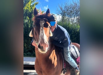 American Quarter Horse Mix, Gelding, 5 years, 14,2 hh, Chestnut-Red