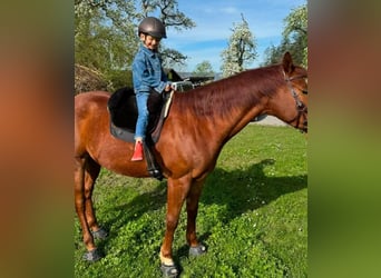 American Quarter Horse Mix, Gelding, 5 years, 14,2 hh, Chestnut-Red