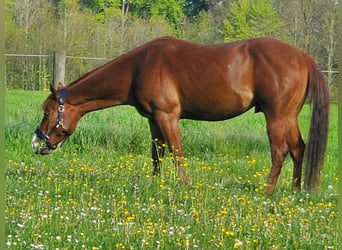 American Quarter Horse Mix, Gelding, 5 years, 14,2 hh, Chestnut-Red