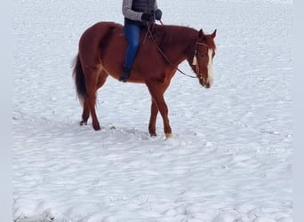 American Quarter Horse Mix, Gelding, 5 years, 14,2 hh, Chestnut-Red