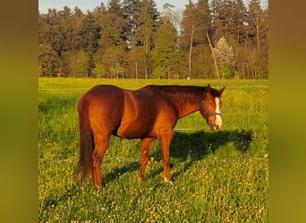 American Quarter Horse Mix, Gelding, 5 years, 14,2 hh, Chestnut-Red