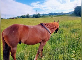 American Quarter Horse Mix, Gelding, 5 years, 14,2 hh, Chestnut-Red