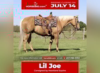 American Quarter Horse, Gelding, 5 years, 14,2 hh, Palomino