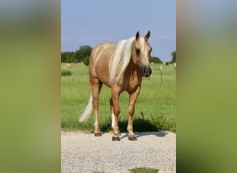 American Quarter Horse, Gelding, 5 years, 14,2 hh, Palomino