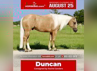 American Quarter Horse, Gelding, 5 years, 14,2 hh, Palomino