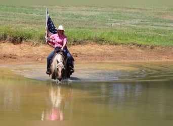 American Quarter Horse, Gelding, 5 years, 14,2 hh, Palomino