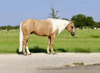 American Quarter Horse, Gelding, 5 years, 14,2 hh, Palomino