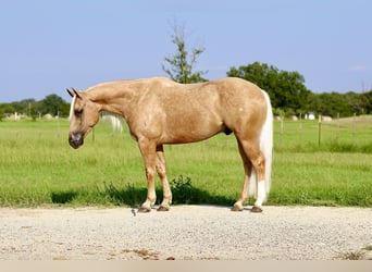 American Quarter Horse, Gelding, 5 years, 14,2 hh, Palomino