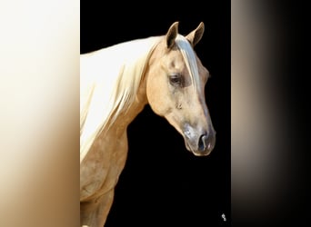 American Quarter Horse, Gelding, 5 years, 14,2 hh, Palomino