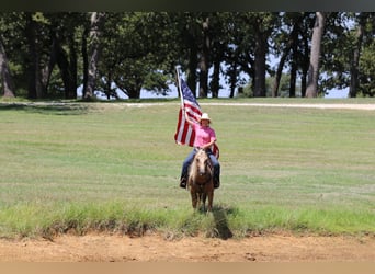 American Quarter Horse, Gelding, 5 years, 14,2 hh, Palomino