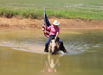 American Quarter Horse, Gelding, 5 years, 14,2 hh, Palomino