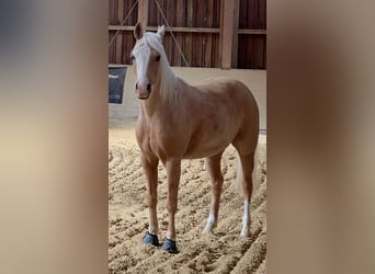American Quarter Horse, Gelding, 5 years, 14,2 hh, Palomino