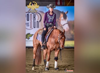 American Quarter Horse, Gelding, 5 years, 14,2 hh, Red Dun