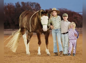 American Quarter Horse, Gelding, 5 years, 14,2 hh, Sorrel