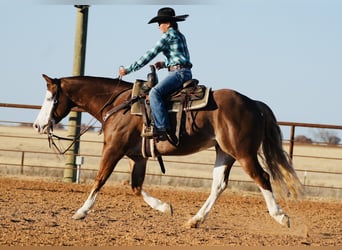 American Quarter Horse, Gelding, 5 years, 14,2 hh, Sorrel