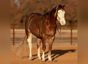 American Quarter Horse, Gelding, 5 years, 14,2 hh, Sorrel